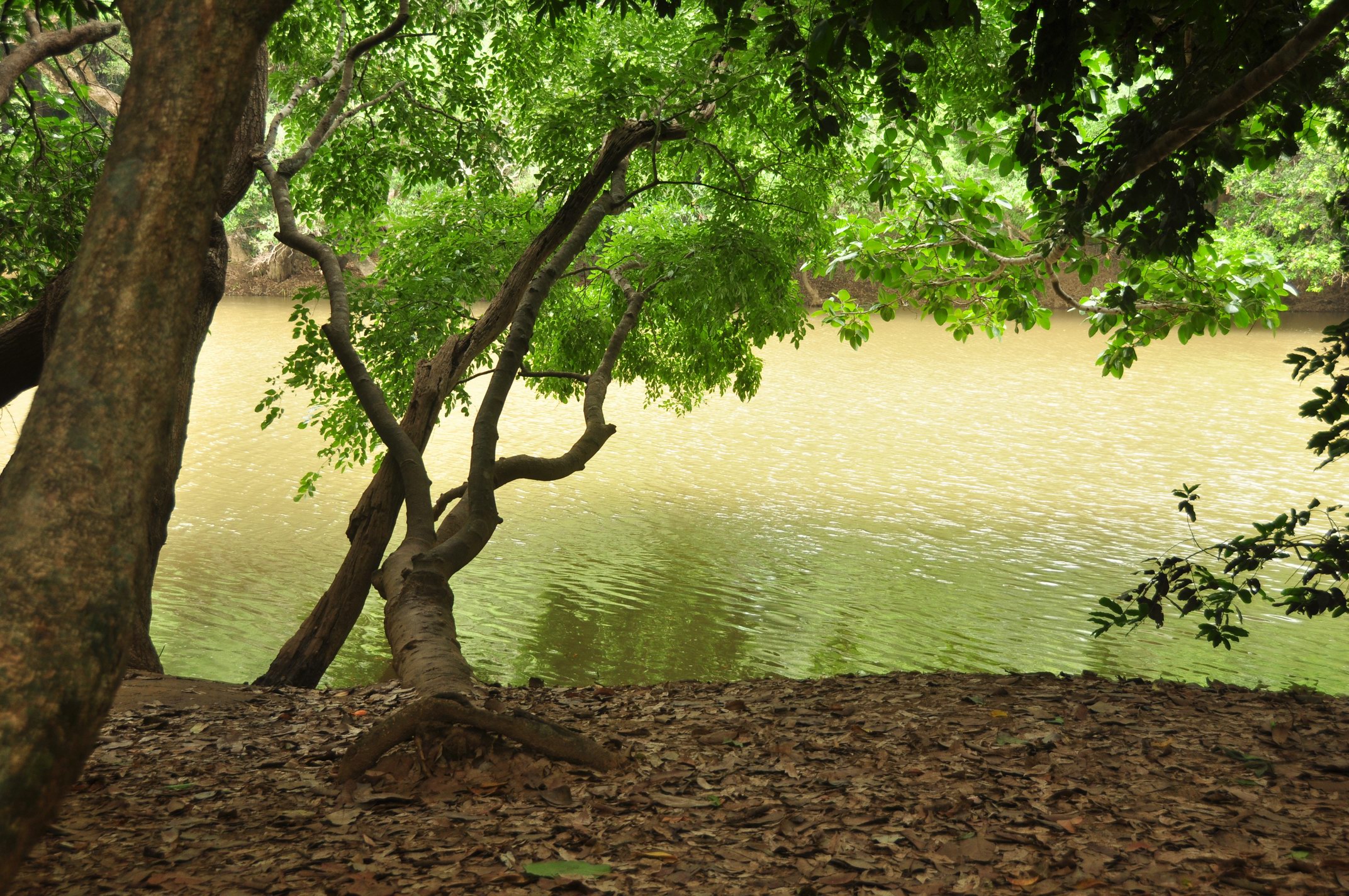Kuruvadweep Island