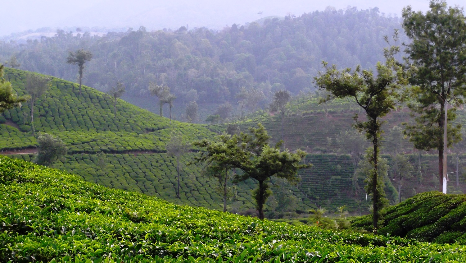 Wayanad Landscape