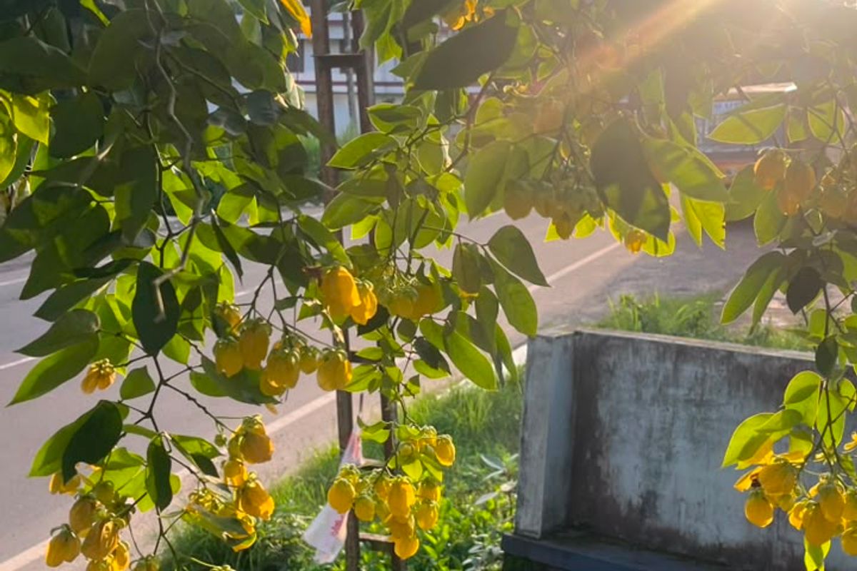 Beautiful flowers in the garden