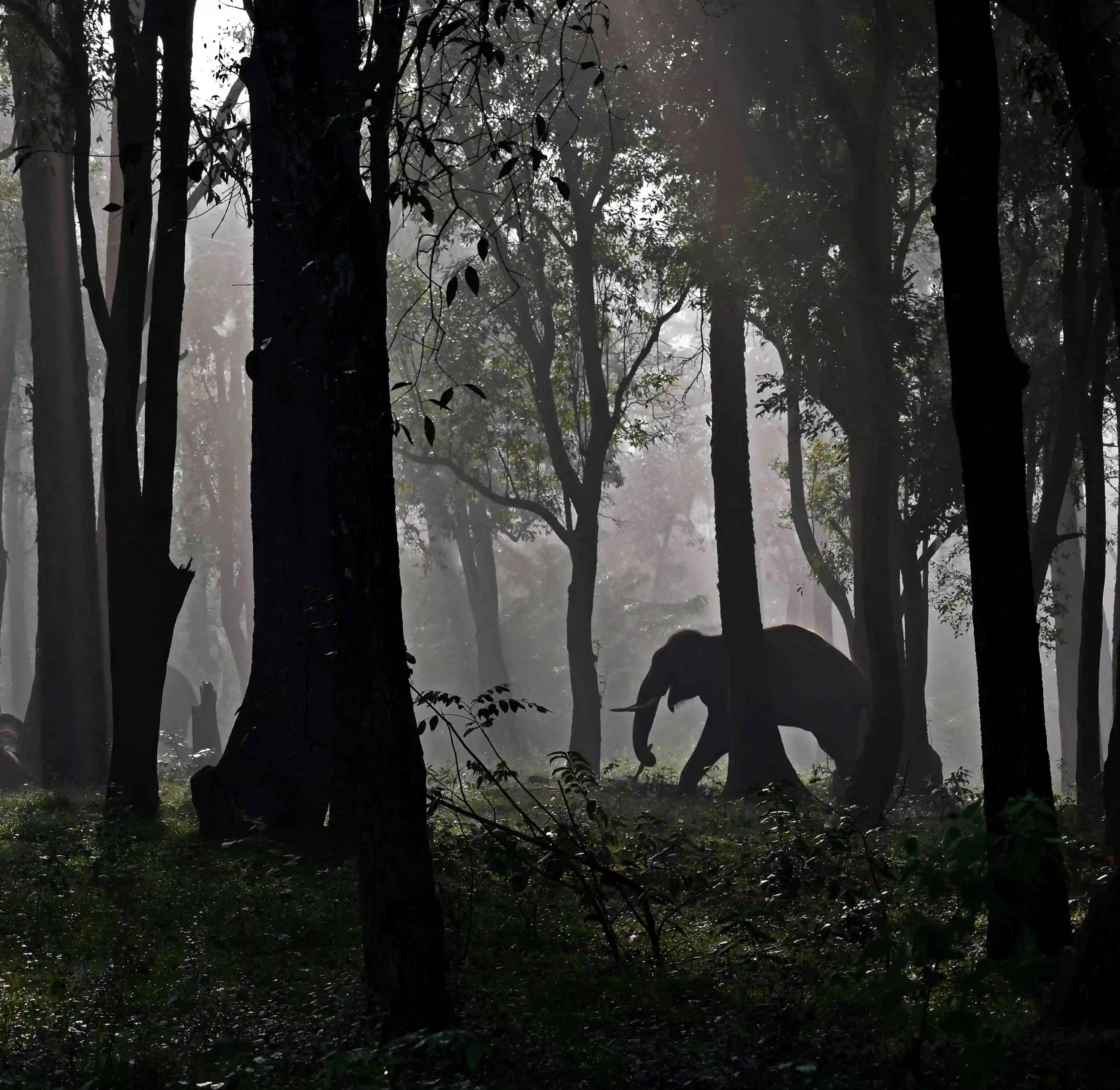 Muthanga Wildlife Sanctuary
