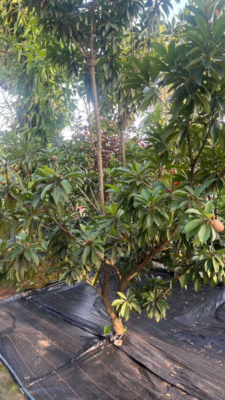 Lush greenery surrounding the homestay